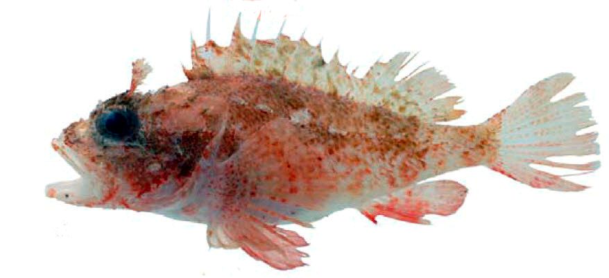 Scorpaena loppei_04.jpg